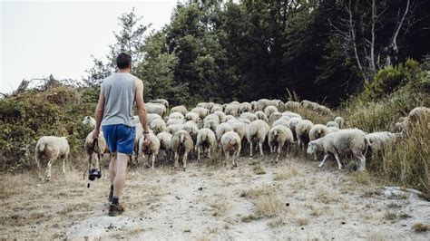 Young Tourist With Camera Follows A Flock Of Sheep Editorial Stock
