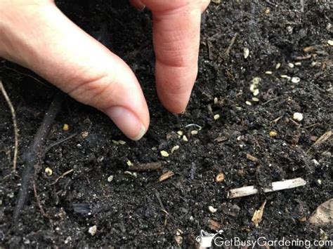 Maybe you would like to learn more about one of these? Our Garden / Before Photos — Brooke Courtney