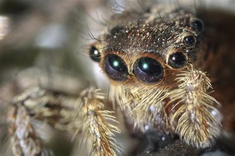 Eyes Of Spider Smithsonian Photo Contest Smithsonian Magazine