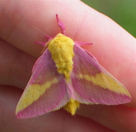 Rosy Maple Moth Dryocampa Rubicunda Bugguidenet