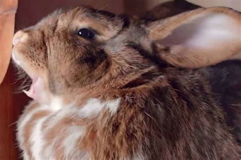 15 Ways That Rabbits Communicate With Each Other And Human