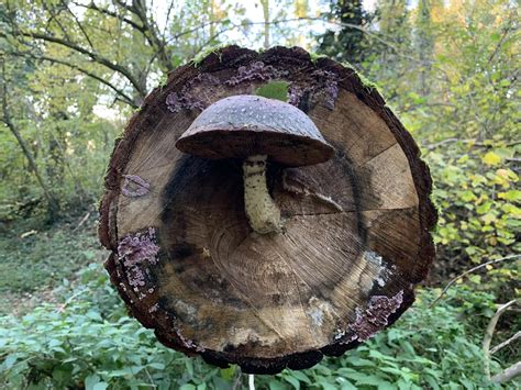 This Mushroom That Grew Perfectly Out Of The Center Of A Tree