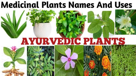 Medicinal Plants And Their Uses 20 Ayurvedic Plants Name