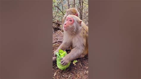 Feeding Foods And Fruits To The Hungry Wild Monkeys 2793 Youtube