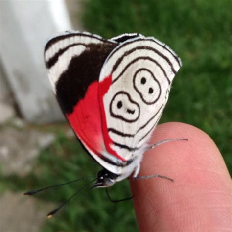 88 Butterfly Annas Eighty Eight Project Noah