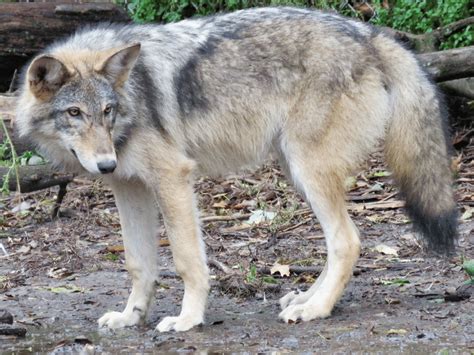 Hybrid Between A Western Coyote Female And A Male Western Wolf 21