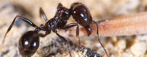 Ant Species that Will Invade Your Florida Home | McDonald Pest Control