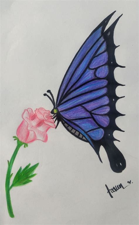 Butterfly On Flower Drawing Fairy Webzine Custom Image Library