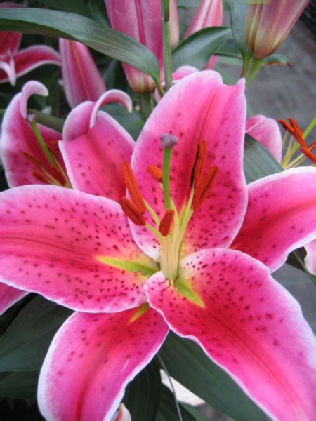 Buy Lily Bulbs Stargazer Oriental Lily Gold Medal Winning Harts Nursery
