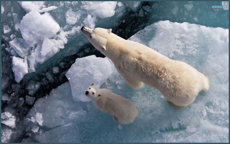 National Endangered Species Day Polar Bear By J Patrick Lewis