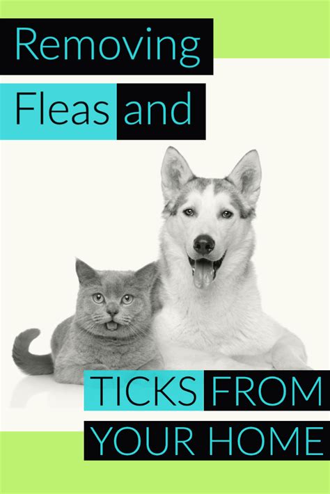 Controlling Fleas And Ticks Fleas Flea And Tick Flea Pest Control
