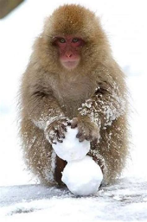 Ready For A Snowball Fight Japanese Macaque Animals Beautiful Animals