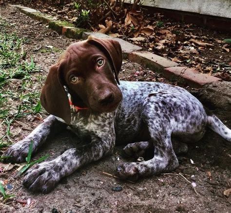 German Shorthaired Pointer Puppies Diariodedaisydaisy