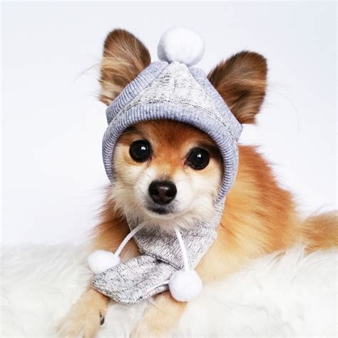 Dogs Winter Hat Scarf Set Handmade Dog Hats Dog Caps