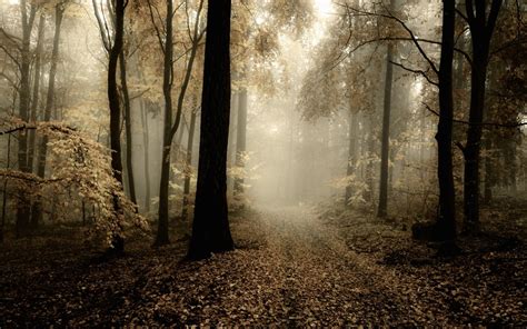 Direction Horror Magic Halloween Leaves Path Spooky Beauty In