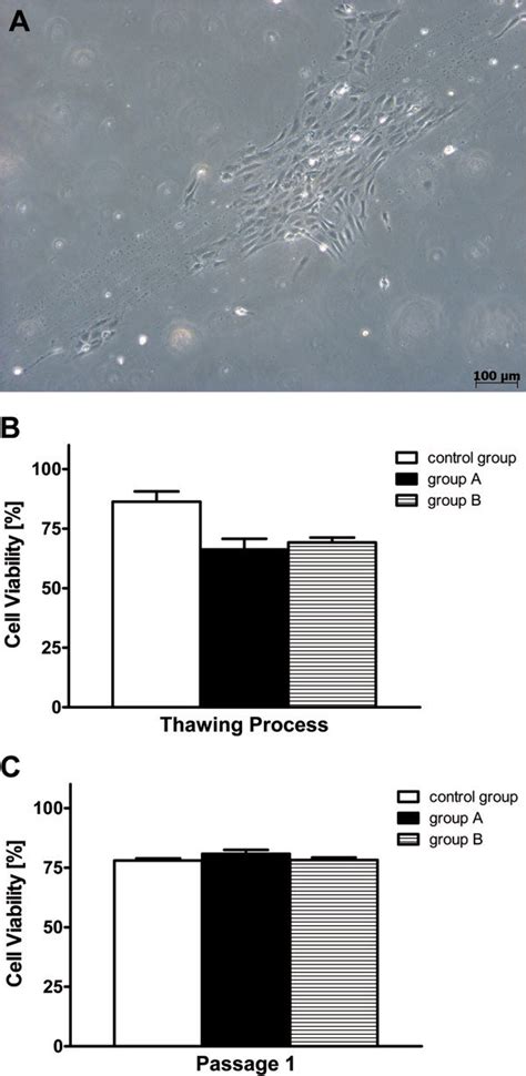 Growth Colony Formation And Viability Of Human Umbilical Vein