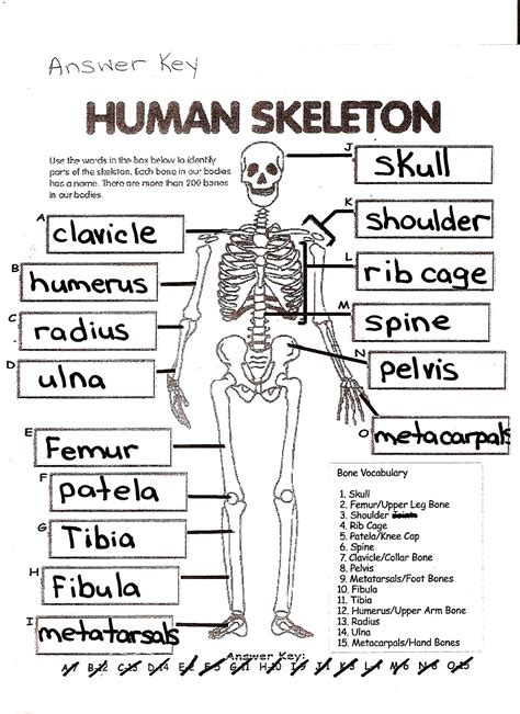 7 General The Skeletal System Worksheet Answers In 2020 Anatomy