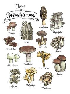 FYI: the names of various mushrooms (from a print on sale at Etsy) http ...