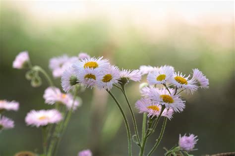Photography Macro Depth Of Field Flowers White Flowers