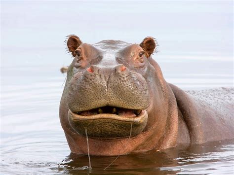 Facts About Hippos The Voyager