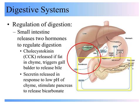 PPT - Digestive Systems PowerPoint Presentation - ID:500144