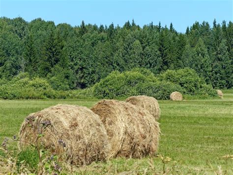 Fresh Hay Good Quality Hay Is Green And Not Too Coarse And Includes