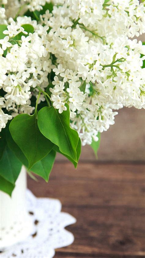 Pure White Flowers Plant Vase Iphone Wallpapers Free Download