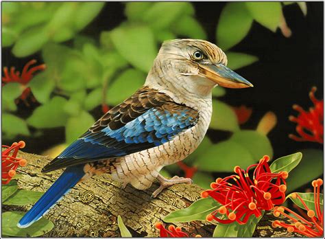 Amazing Wild Life Photography Birds Desktop Wallpapers Wallpaper Zone