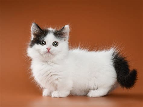 10 Amazing Munchkin Cat Colors With Pictures Pet This And That