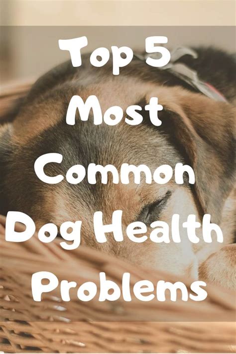 Top 5 Most Common Dog Health Problems Dogspaceblog Dog Health