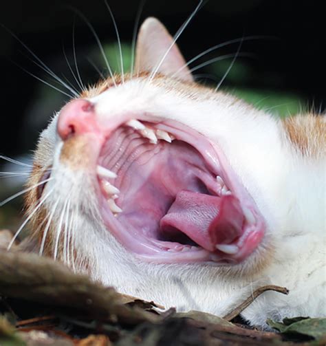 Oral Cavity Diseases Catwatch Newsletter