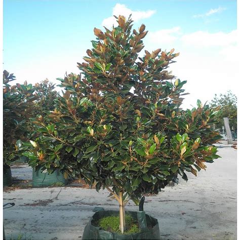 Magnolia Little Gem Evergreen Trees Mature Perth Wa