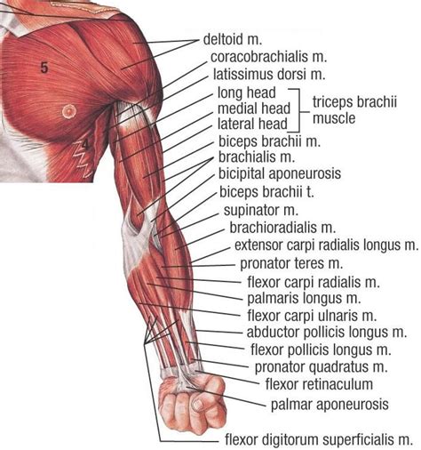 It is best studied broken down into its components: ArmMuscles.jpg (705×753) | Arm anatomy, Anatomy reference ...