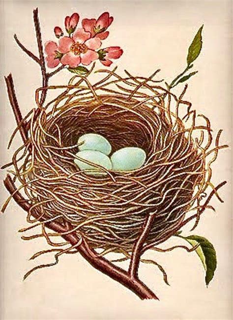 Vintage Robin Nest Spring Pink Dogwood Graphic Image Art Etsy In 2021