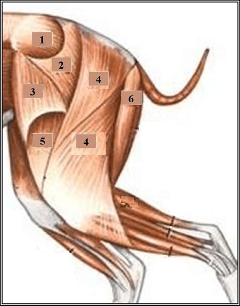 Hip muscles act on the hip joint to effect flexion, extension, abduction, adduction, internal and external rotation. 4): Lateral view of hip & thigh muscles of rabbit (Popesko ...