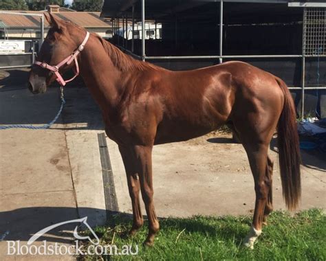 Bloodstock Listing Sold Sydney Provincial Trained Unraced