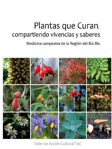 10 propiedades, beneficios y contraindicaciones. Plantas Que Curan | Medicinal Plants | Forests
