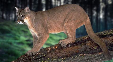 Most Endangered Big Cats Rarest Tigers Pumas Or Lions In The World