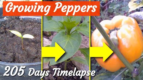 Pepper Plant Timelapse Growing Flowering And Ripening 205 Days Youtube