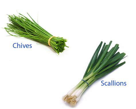 Scallions are young onions that are related to garlic, leeks, shallots, and chives. Chives vs Scallions | thosefoods.com