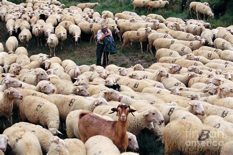 Herd Of Sheep Photograph By Peter Menzelscience Photo Library