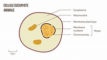 Cellule Eucaryote