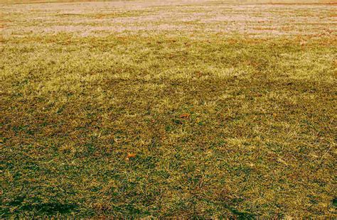 Yellow Grass Causes And Therapy Batang Tabon