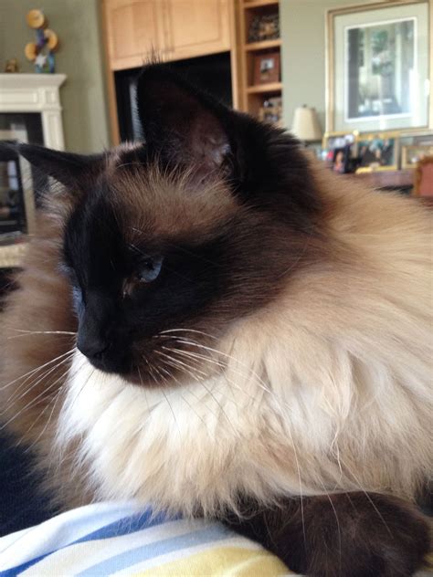 This Is One Of My Beautiful Seal Point Balinese Cats Beaux Chats Chat
