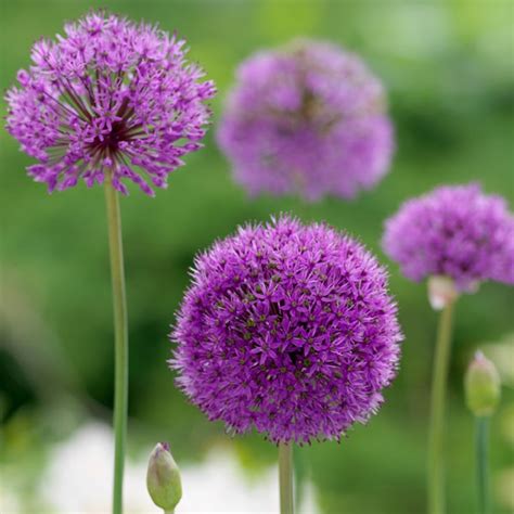 Buy Dutch Garlic Bulbs Allium Hollandicum Purple Sensation Allium