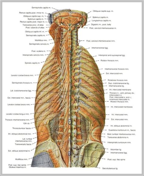 Pictures Back Muscles Image Graph Diagram