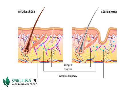 Starzenie Si Organizmu Algi Spirulina I Chlorella