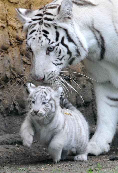 A White Tiger Cub Is Carried By Its Mother Bianca At The Serengeti