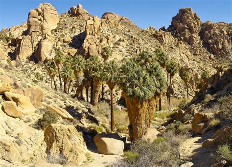 16 Incredible Desert Hikes In Joshua Tree