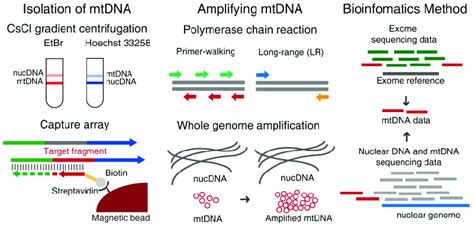 A Brief Schematic Diagram Of Enriching Methods For Mtdna Isolation